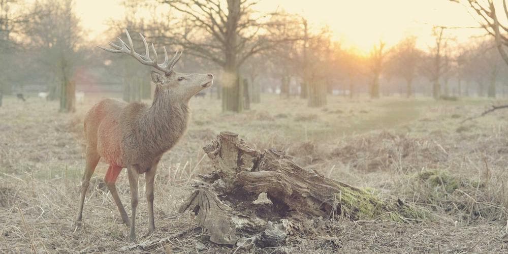 Daredevil: Born Again - Major Character Death and Foggy Nelson Return Sends Shockwaves